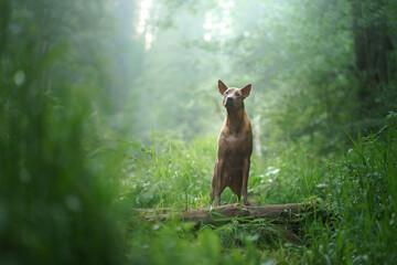 the dog sits on a stone in the water. Thai Ridgeback in nature, in the forest, river. 