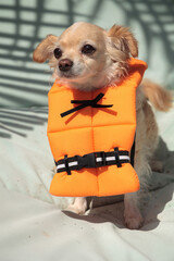 Cute Chihuahua dog in a Halloween costume nautical orange life vest