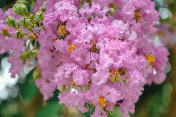 crepe myrtle flowers