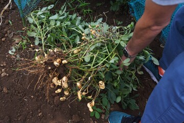 Peanut cultivation / Agriculture stock photos