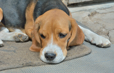 Dog beagle 10