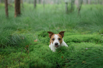 dog lies on emerald moss in the forest. Jack Russell Terrier in nature. 