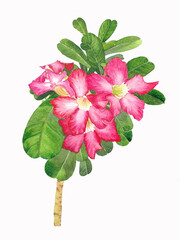 watercolor painting of red adenium flowers and green leaves on white background
