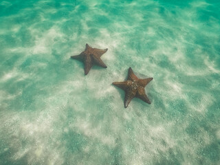 Fototapeta na wymiar Underwater view of two red starfishes in blue water of Caribbean Sea, Saona island, Dominican Republic