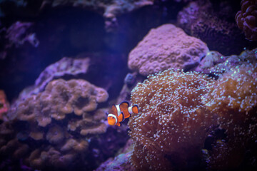 Fototapeta premium coral reef in the sea