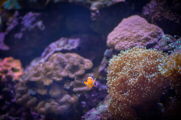 coral reef in the sea