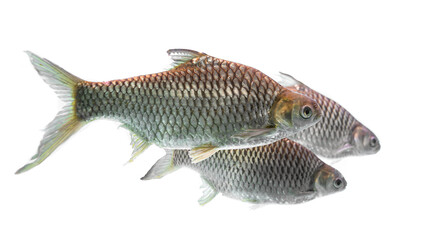 Silver barb or Crucian carp on a white background