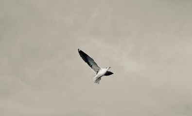 seagull in flight