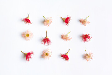 Fototapeta na wymiar Australian native eucalyptus tree flowering gun nuts in beautiful reds and pinks, photographed from above on a white background.