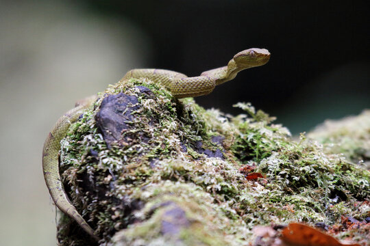 Serpiente lora