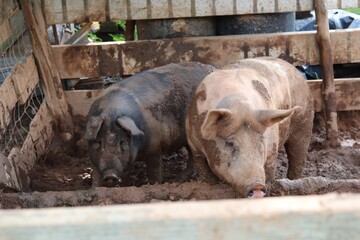 Two pigs on a farm standing in a muddy pen