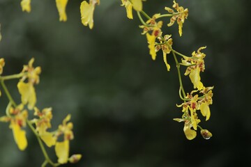 small yellow orchids