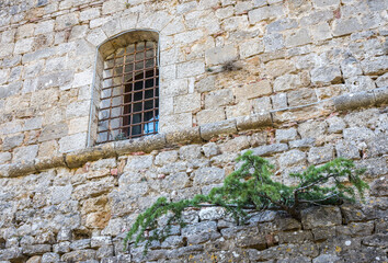 Fototapeta na wymiar Pine growing from the wall of a medieval sandstone house with a window in Montepulciano, Tuscany, Italy