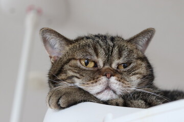 モデルのようにポーズする猫のアメリカンショートヘア
American shorthair cat that poses like a model.