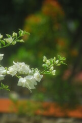 Beautiful field meadow flowers chamomile, blue wild peas in morning against blue sky with clouds, nature landscape, close-up macro. Wide format, copy space. Delightful pastoral airy artistic image.