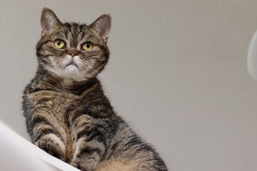 Fototapeta na wymiar キャットタワーから下を見る猫のアメリカンショートヘア American shorthair cat looking down from the cat tower.