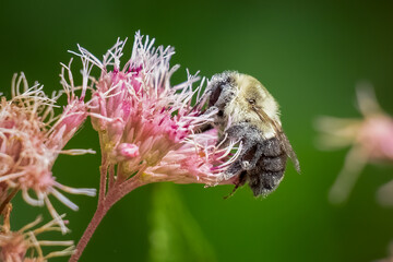 A Common Eastern Bumble (Bombus impatiens) is covered in pollen while working on a milkweed bloom....