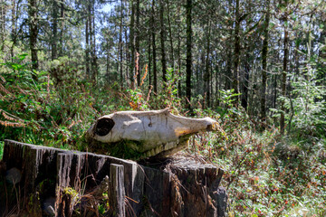 Fern leaves framing old skull in wild woods