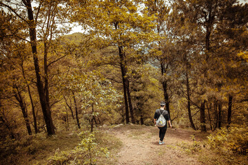 Fototapeta premium Traveller in the forest. Trekking is very popular in Vietnam