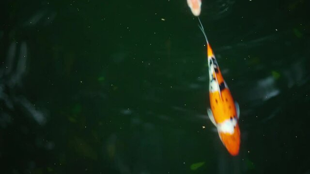 Koi fish or carp fish swimming in the pond