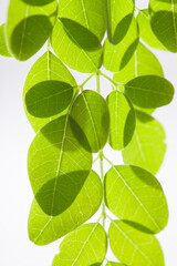 Fototapeta na wymiar Fresh green leaves on isolated background.