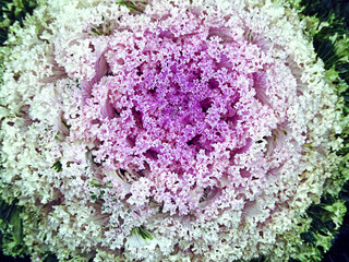 abstract natural background pink and green ornamental cabbage, autumn harvest, selective focus