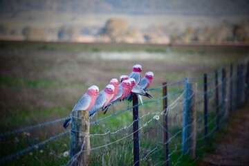 Birds on a Wire
