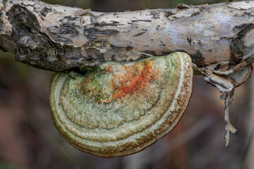 Pretty bracket fungus growing on paperbark branch - NSW, Australia