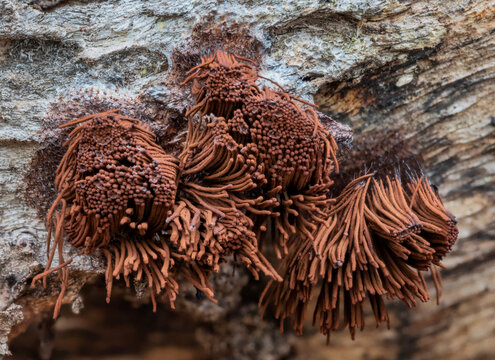 Chocolate tube slime mould (Stemonitis axifera) growing on a fallen log - NSW, Australia