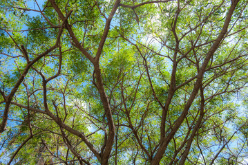 trees and sky