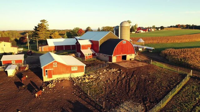 Establishing shot of Midwestern Countryside in the Fall season, view from above. Farm at Harvesting time, ripe corn field, herd cows grazing. Autumn Rural landscape. Sunny morning, golden hour