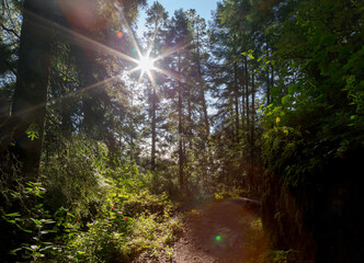 view of the forest on mount tlaloc Mexico