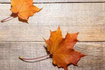 Naklejka na ściany i meble Colorful autumn leaves on a light wooden background