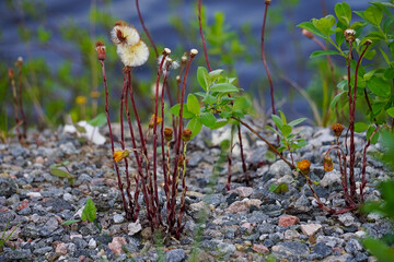 Naklejka premium Mother-and-stepmother flowers