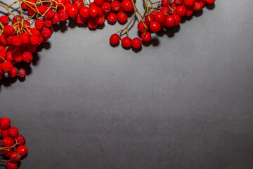 Frame of ripe red rowan berries on a dark background. Place for text