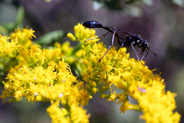 Macro black Common Thread-waisted Wasp (Eremnophila aureonotata) on yellow Goldenrod on sunny day