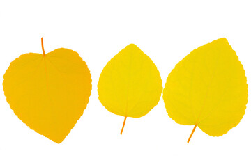 黄色いか裏の葉