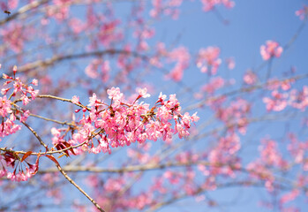 Cherry Blossom in Sapa, Vietnam.Sapa is the famous tourist city in Vietnam. Morning fresh air 