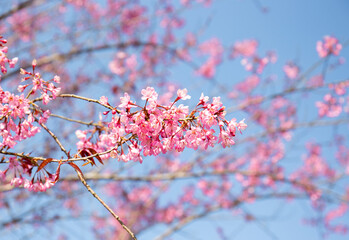 Beautiful cherry flowers bloom( Mai Anh Dao in Vietnamese) in tea hill in Sapa, Vietnam