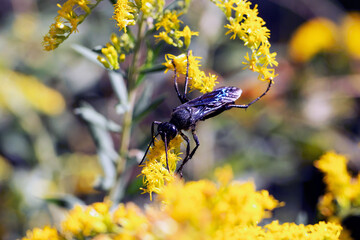 Macro Great Black Wasp (Sphex pensylvanicus) on yellow goldenrod on sunny day