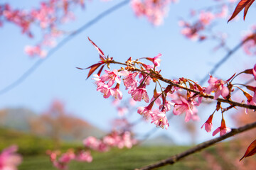 Beautiful cherry flowers bloom( Mai Anh Dao in Vietnamese) in tea hill in Sapa, Vietnam