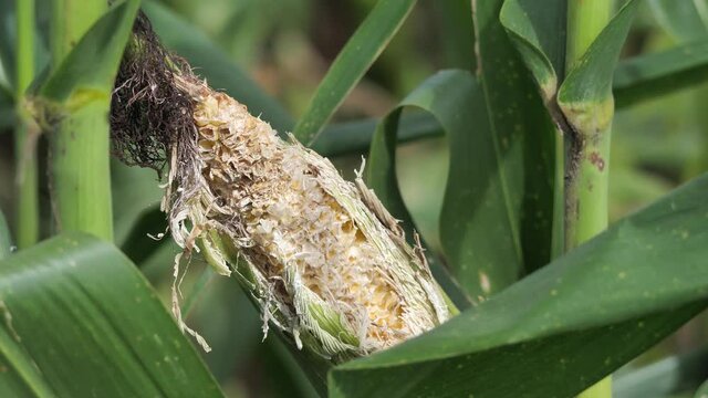 Close up corn that was eaten by birds or mice, destroying them,corn earworm,Corn insect bite