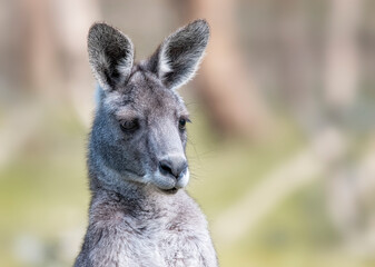 Eastern Grey Kangaroo portrait
