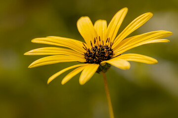 Cape Weed Daisy flower