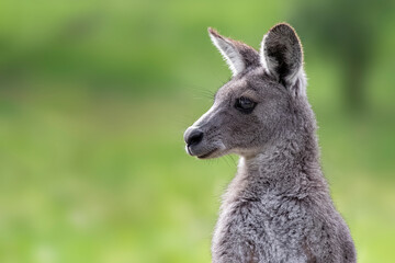 Naklejka na ściany i meble Eastern Grey Kangaroo portrait