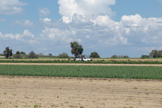onion crop field in mexico