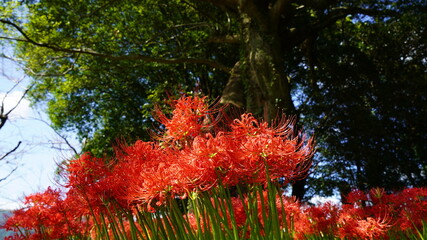彼岸花(ヒガンバナ)
