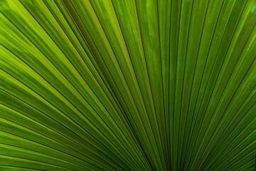 palm leaf background