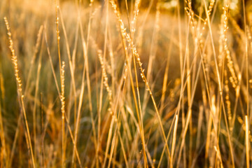 Dry grass with light shining, close up.