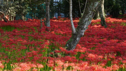 彼岸花(ヒガンバナ)
